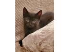 Adopt 5 kitties a All Black Domestic Shorthair / Mixed (short coat) cat in