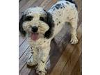 Adopt Annie a White - with Black Bernedoodle / Miniature Poodle / Mixed dog in