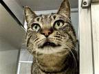 Adopt MAC a Brown or Chocolate Domestic Mediumhair / Mixed (medium coat) cat in
