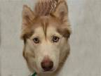 Adopt FATE a Red/Golden/Orange/Chestnut Siberian Husky / Mixed dog in Denver