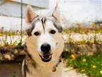 Adopt FRISCO a Gray/Blue/Silver/Salt & Pepper Siberian Husky / Mixed dog in