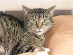 Adopt STARRY a Brown or Chocolate Domestic Mediumhair / Mixed (medium coat) cat