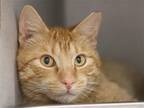 Adopt MOONSHINE a Domestic Mediumhair / Mixed (medium coat) cat in Denver