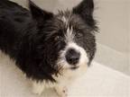 Adopt DOROTHY a Black Terrier (Unknown Type, Medium) / Border Collie / Mixed dog
