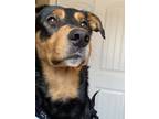 Adopt Reggie (Reginald) a Black - with Tan, Yellow or Fawn German Shepherd Dog /
