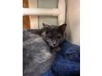 Adopt Adele a Domestic Shorthair / Mixed cat in Kingston, NY (41477095)