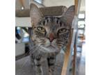 Adopt Costella a Domestic Shorthair / Mixed cat in Lexington, KY (41477119)