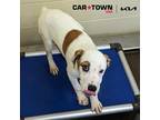 Adopt Dr. Phil a Boxer / Hound (Unknown Type) / Mixed dog in Lexington