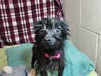Adopt Yvette a Terrier (Unknown Type, Small) / Mixed dog in Edmonton