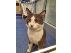Adopt Purrseidon a Domestic Shorthair / Mixed cat in Edmonton, AB (41477104)