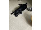 Adopt Harley a Black - with White Labrador Retriever / Mixed dog in Overland