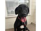 Adopt Poppy a Black - with White Labrador Retriever / Mixed dog in Baton Rouge
