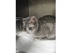 Adopt Izumi a Domestic Shorthair / Mixed cat in Portsmouth, VA (41477040)