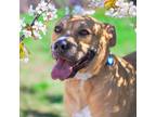 Adopt Copper a American Pit Bull Terrier / Mixed dog in Golden, CO (41477005)