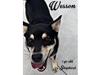 Adopt Wesson a Shepherd (Unknown Type) / Mixed dog in Nicholasville