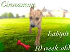 Adopt Cinnamon a Labrador Retriever / Pit Bull Terrier / Mixed dog in
