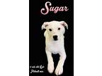 Adopt Sugar a Labrador Retriever / Pit Bull Terrier / Mixed dog in