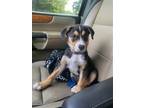 Adopt Papa Verde a Mixed Breed (Medium) / Mixed dog in Mcclellanville