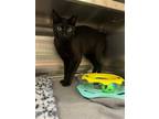 Adopt Bastian a All Black Domestic Shorthair / Mixed (short coat) cat in Hilton