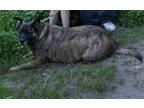Adopt Drake a Brindle Shepherd (Unknown Type) / Mixed dog in Forest Grove