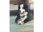 Adopt Odin a Black - with White Bernese Mountain Dog / Mixed dog in Albertson