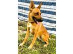 Adopt Remi a Red/Golden/Orange/Chestnut Shepherd (Unknown Type) / Mixed dog in