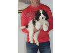 Adopt Max a White - with Brown or Chocolate English Springer Spaniel / Poodle
