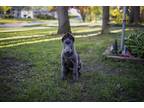 Adopt Odin a Black German Shepherd Dog / Mixed dog in Toledo, OH (41476929)