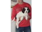 Adopt Molly a White - with Brown or Chocolate English Springer Spaniel / Poodle