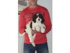 Adopt Mercedes a White - with Brown or Chocolate English Springer Spaniel /