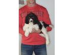 Adopt Maisy a White - with Brown or Chocolate English Springer Spaniel / Poodle