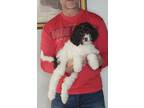 Adopt Maddy a White - with Brown or Chocolate English Springer Spaniel / Poodle
