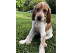 Adopt Finley a White Bluetick Coonhound / Mixed dog in Wake Forest