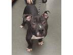Adopt DA 38 Pete a Pit Bull Terrier / Mixed dog in Glen Allen, VA (41475014)