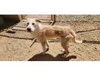 Adopt Hero a Golden Retriever / Poodle (Standard) / Mixed dog in California