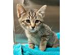 Adopt Scooter a Domestic Shorthair / Mixed (short coat) cat in Great Bend