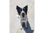 Adopt Stark a Australian Cattle Dog / Mixed dog in Viroqua, WI (41476886)