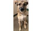 Adopt Bella a German Shepherd Dog / Mixed dog in Viroqua, WI (41476885)