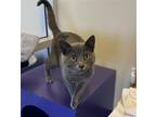 Adopt Storm a Gray or Blue Domestic Shorthair / Mixed (short coat) cat in