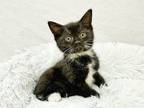Adopt Jalapeno a Black & White or Tuxedo Domestic Shorthair cat in Greensboro