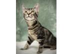 Adopt Serrano a Gray, Blue or Silver Tabby Domestic Shorthair cat in Greensboro