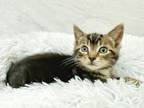 Adopt Serrano a Gray, Blue or Silver Tabby Domestic Shorthair cat in Greensboro