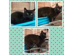 Adopt SABLE a All Black Domestic Mediumhair (medium coat) cat in Buckhannon