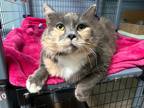 Adopt Little Face a Domestic Mediumhair / Mixed cat in Port Alberni