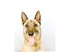 Adopt AURORA a Belgian Malinois / Mixed dog in Wintersville, OH (41476880)