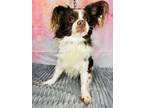 Adopt HOOPIE a Papillon / Dachshund / Mixed dog in Wintersville, OH (41476879)