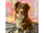 Adopt ALMOND a Australian Shepherd / Mixed dog in Wintersville, OH (41476876)
