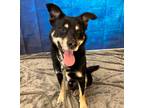 Adopt SPYRO a Shepherd (Unknown Type) / Mixed dog in Wintersville, OH (41476873)
