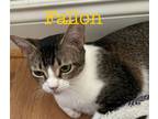 Adopt Fallon a Domestic Shorthair / Mixed (short coat) cat in St.