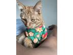 Adopt Toby a Orange or Red Tabby Tabby / Mixed (medium coat) cat in Brooklyn
